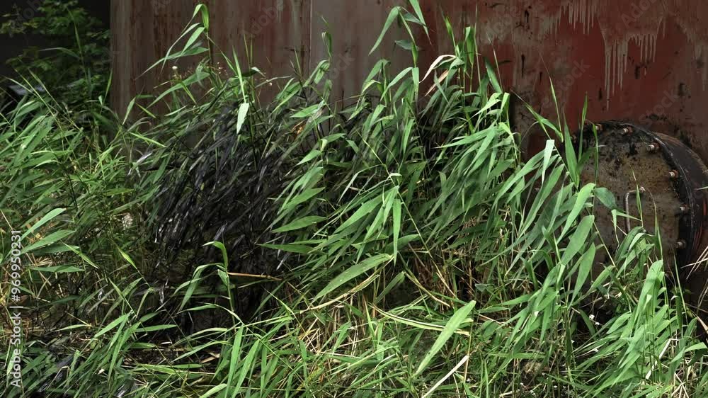 Grass covered in black crude oil sways against the backdrop of an oil tank. Environmental damage and pollution Grass covered in black crude oil sways against the backdrop of an oil tank. Environmental damage and pollution