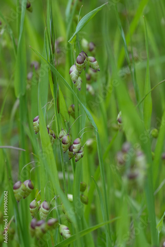 Closeup on the hanging seed heads of the Greater Quaking Grass, Briza maxima against a green background photo