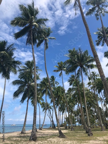palm trees on the beach