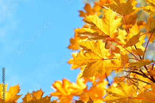 Yellow maple leaves against blue sky. Free space.