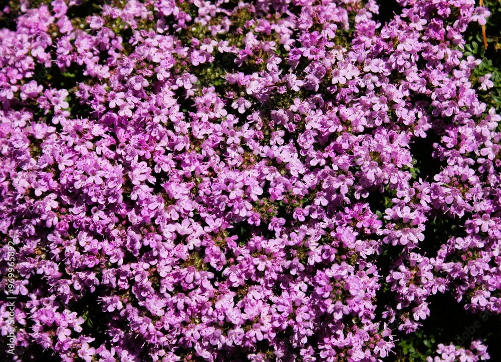 Naklejka premium a sunlit carpet of tiny blue-violet flowers