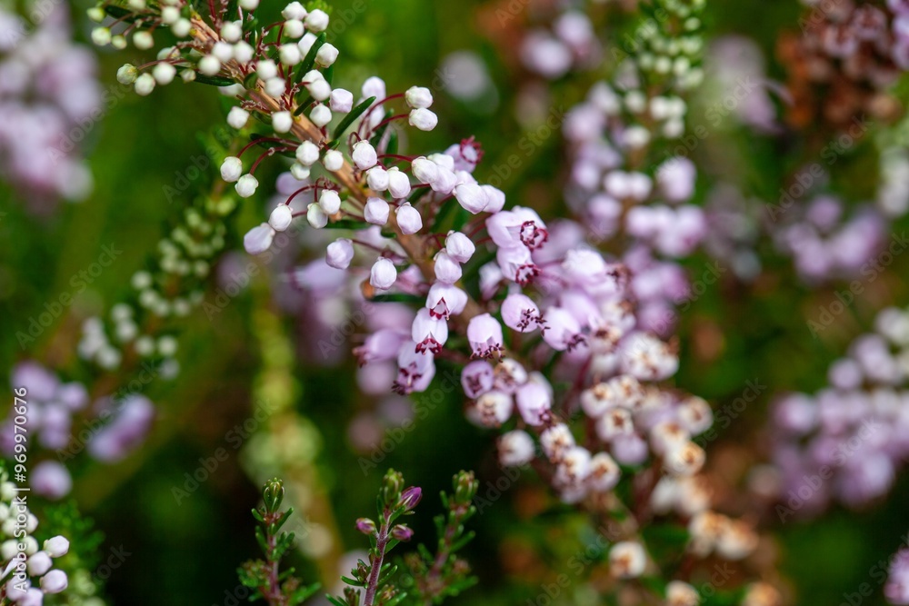 Inflorescence of Cornish heath, Erica vagans Inflorescence of Cornish heath, Erica vagans