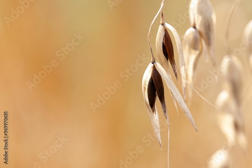 Spikelet of common wild oat, Avena fatua photo