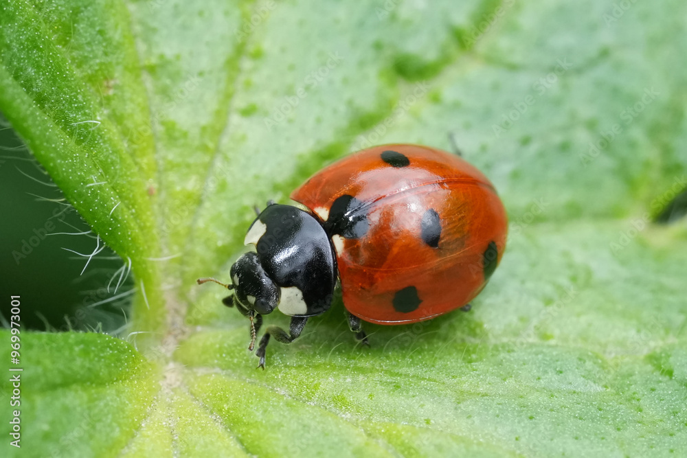 Obraz premium Closeup on the colorful red European seven spotted ladybird, Coccinella septempunctata