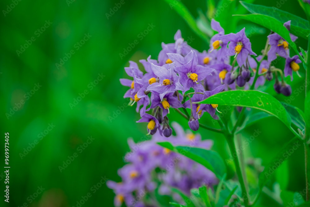 Photo of growing flowers in the garden Photo of growing flowers in the garden