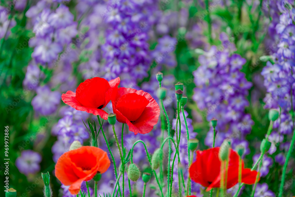 Fototapeta premium beautiful flowers growing on Confetti fields