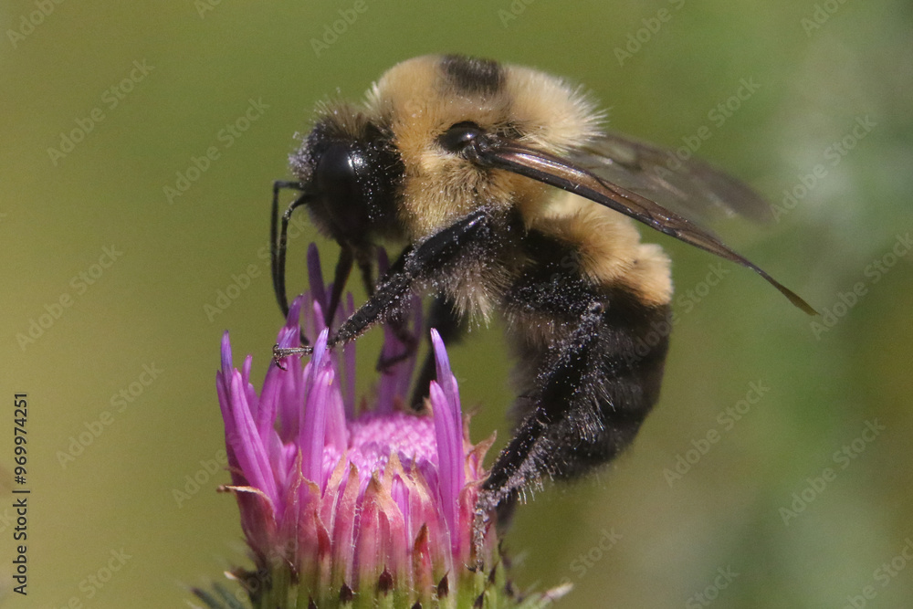 Bumblebee in thistle wildlflower in late summer Bumblebee in thistle wildlflower in late summer
