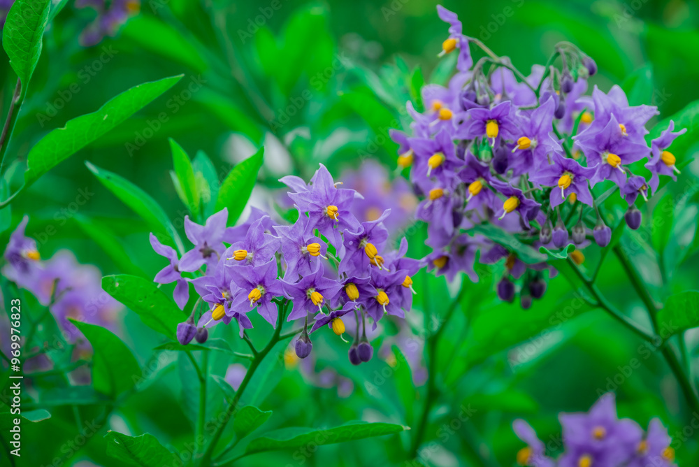 Photo of growing flowers in the garden Photo of growing flowers in the garden