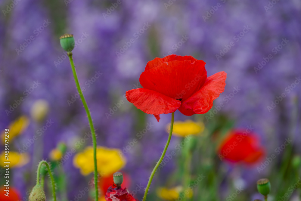 beautiful flowers growing on Confetti fields beautiful flowers growing on Confetti fields