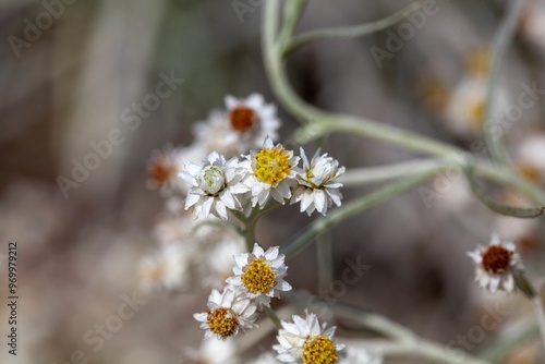 Western pearly everlasting, Anaphalis margaritacea photo