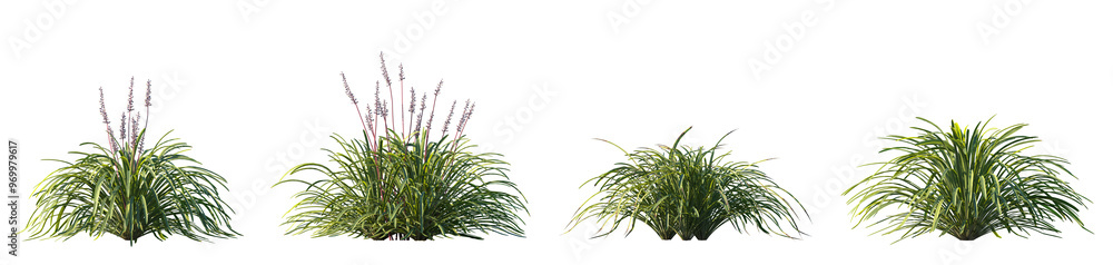 Set of Liriope muscari (big blue lilyturf, lilyturf, border grass, and monkey grass) frontal isolated png on a transparent background perfectly cutout high resolution Set of Liriope muscari (big blue lilyturf, lilyturf, border grass, and monkey grass) frontal isolated png on a transparent background perfectly cutout high resolution