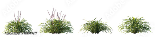 Set of Liriope muscari (big blue lilyturf, lilyturf, border grass, and monkey grass) frontal isolated png on a transparent background perfectly cutout high resolution