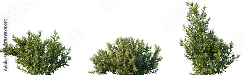 Set of Cestrum nocturnum (the lady of the night, night-blooming jasmine, night-blooming jessamine, night-scented jessamine) frontal isolated png on a transparent background perfectly cutout photo