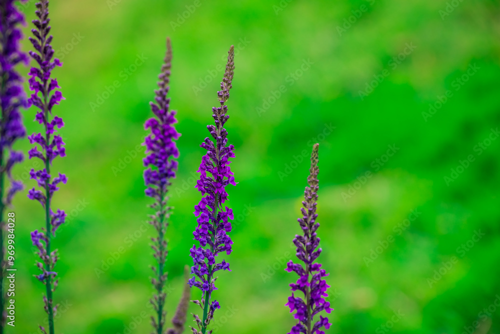 Photo of growing flowers in the garden Photo of growing flowers in the garden