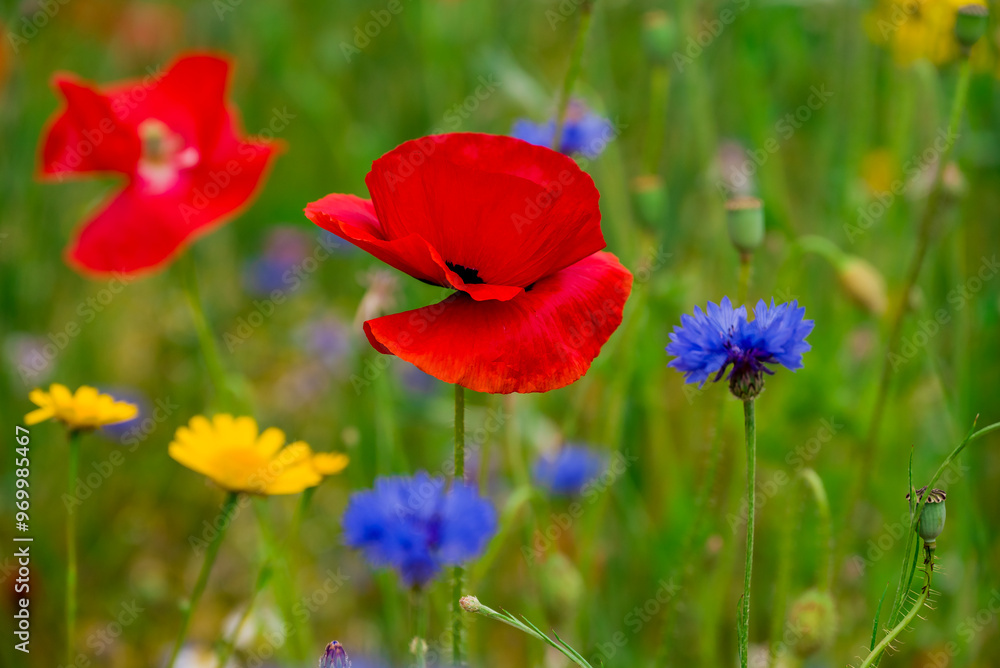 beautiful flowers growing on Confetti fields beautiful flowers growing on Confetti fields