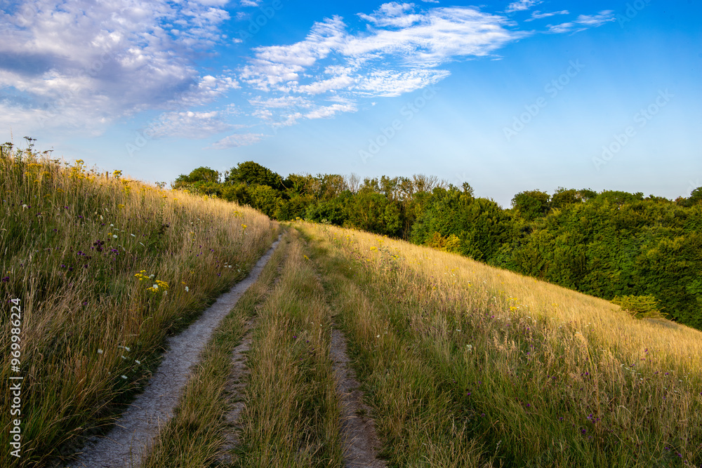 Obraz premium A countryside path winding through tall golden grasses under a bright blue sky with scattered clouds.