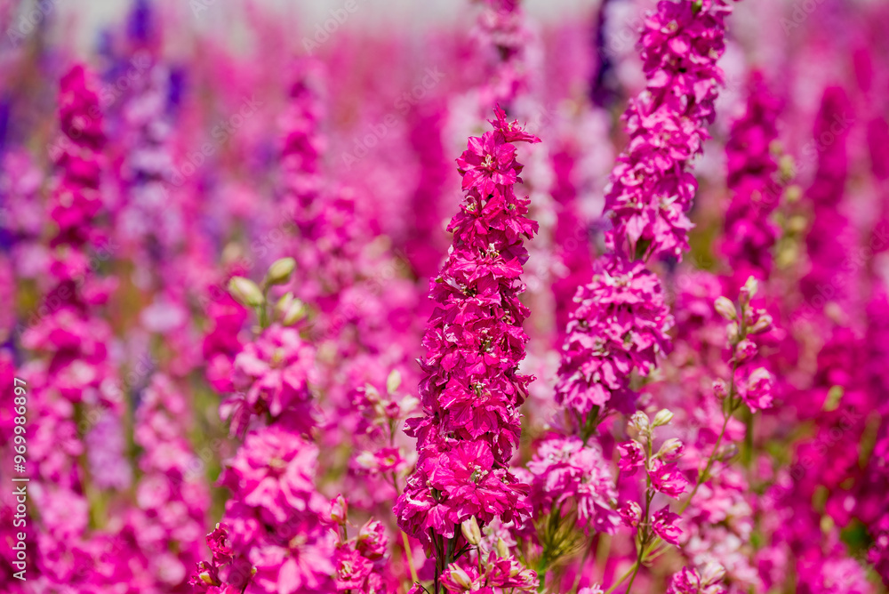Fototapeta premium beautiful flowers growing on Confetti fields