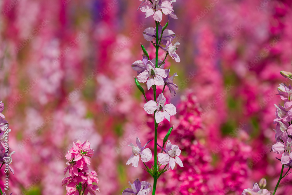 beautiful flowers growing on Confetti fields beautiful flowers growing on Confetti fields