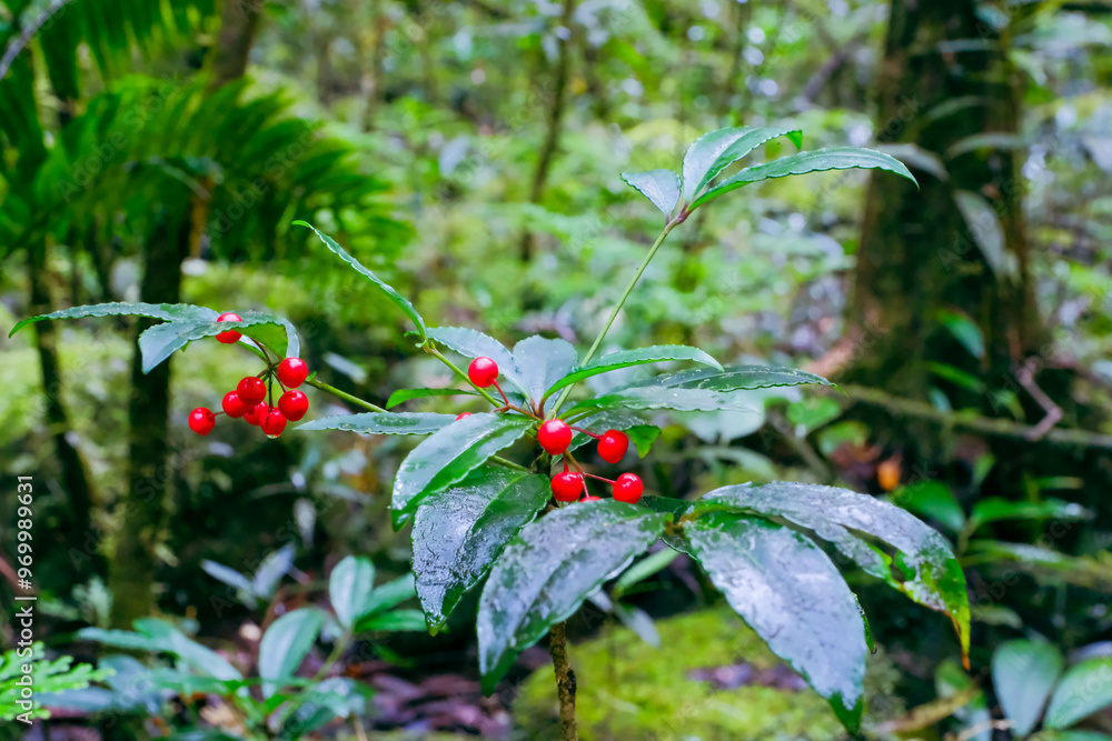Green rainforest on the Island of La Reunion, France Green rainforest on the Island of La Reunion, France