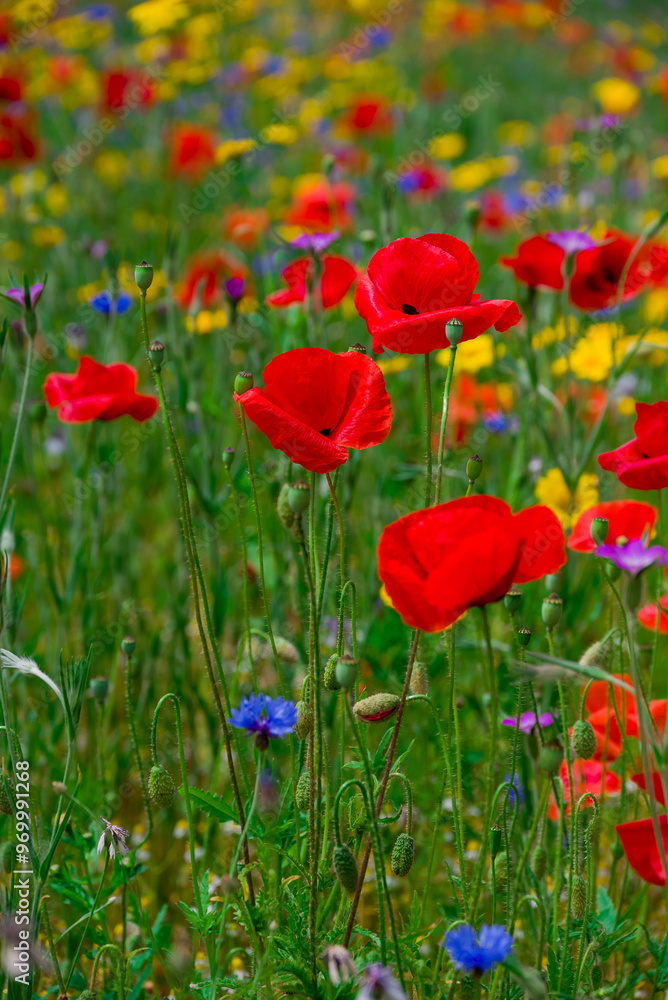 beautiful flowers growing on Confetti fields beautiful flowers growing on Confetti fields