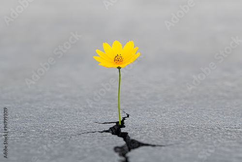 Vibrant Yellow Blossom Emerging from Fissure in Crack, Symbol of Resilience and Natural Beauty photo