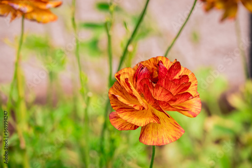 Photo of growing flowers in the garden photo