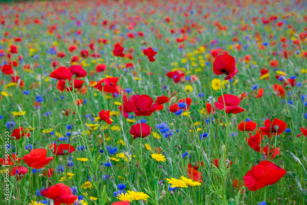 beautiful flowers growing on Confetti fields beautiful flowers growing on Confetti fields