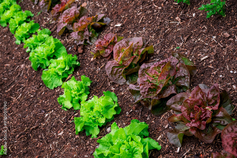 Photo of growing lettuce in the garden Photo of growing lettuce in the garden