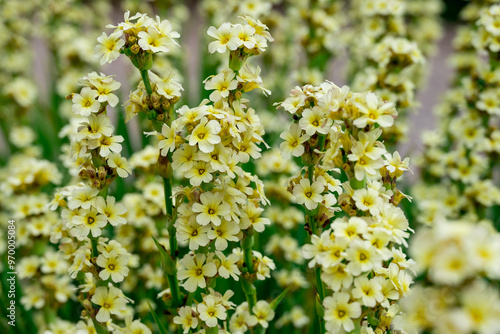 Photo of growing flowers in the garden photo