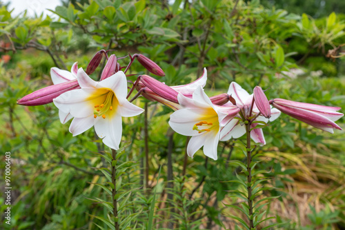 Close up of Lilium black dragon (lilium leucanthum) flowers in bloom photo