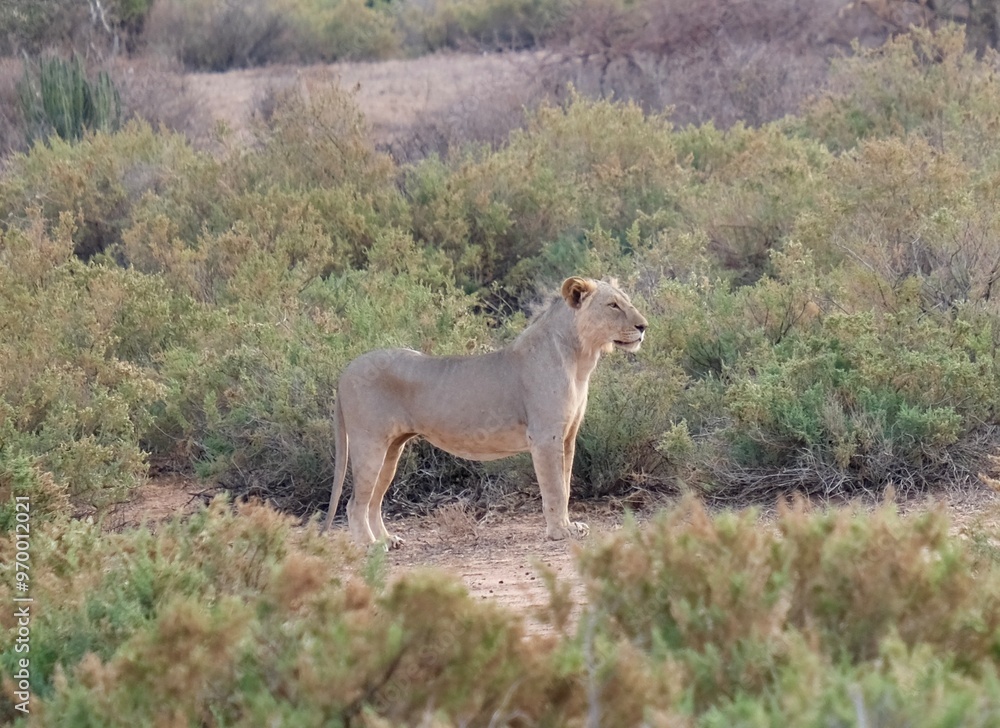 Obraz premium Young lion, with light fur in between bushes on a dirt path