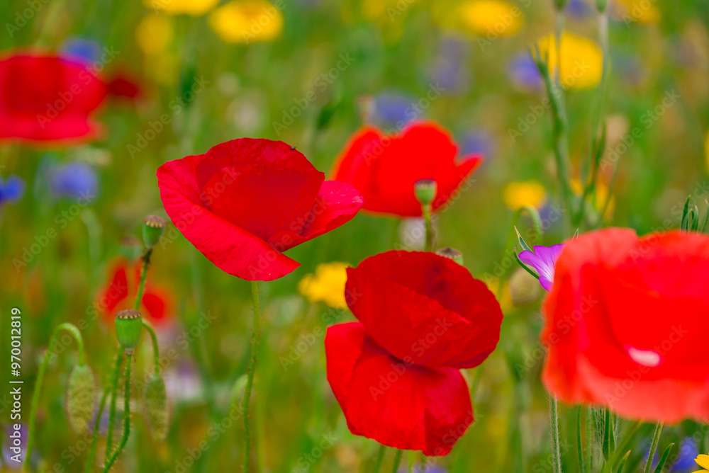 beautiful flowers growing on Confetti fields beautiful flowers growing on Confetti fields