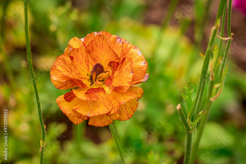 Photo of growing flowers in the garden photo