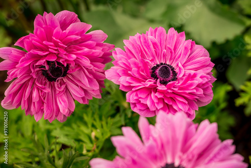 Photo of growing flowers in the garden photo