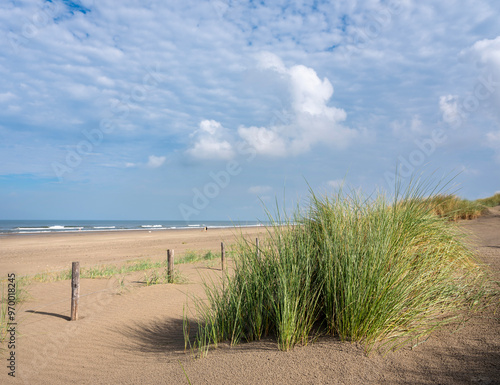 Wallpaper Mural dunes with marram grass and north sea beach in the netherlands Torontodigital.ca