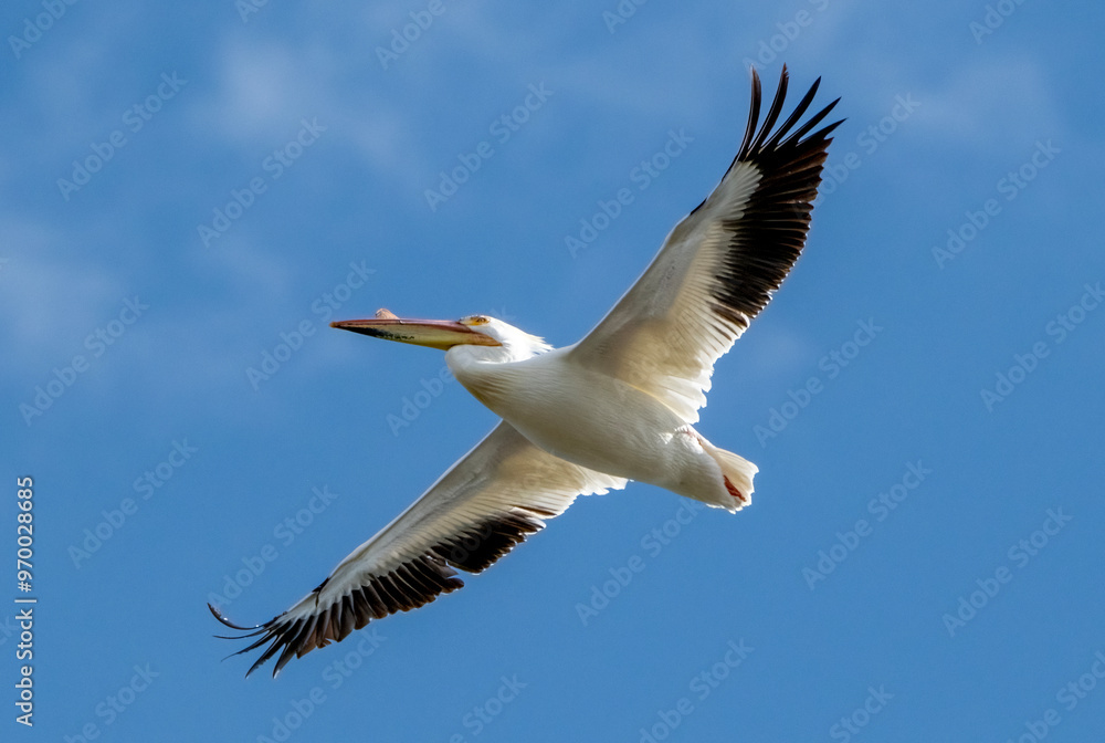 Fototapeta premium White Pelican Flying Overhead