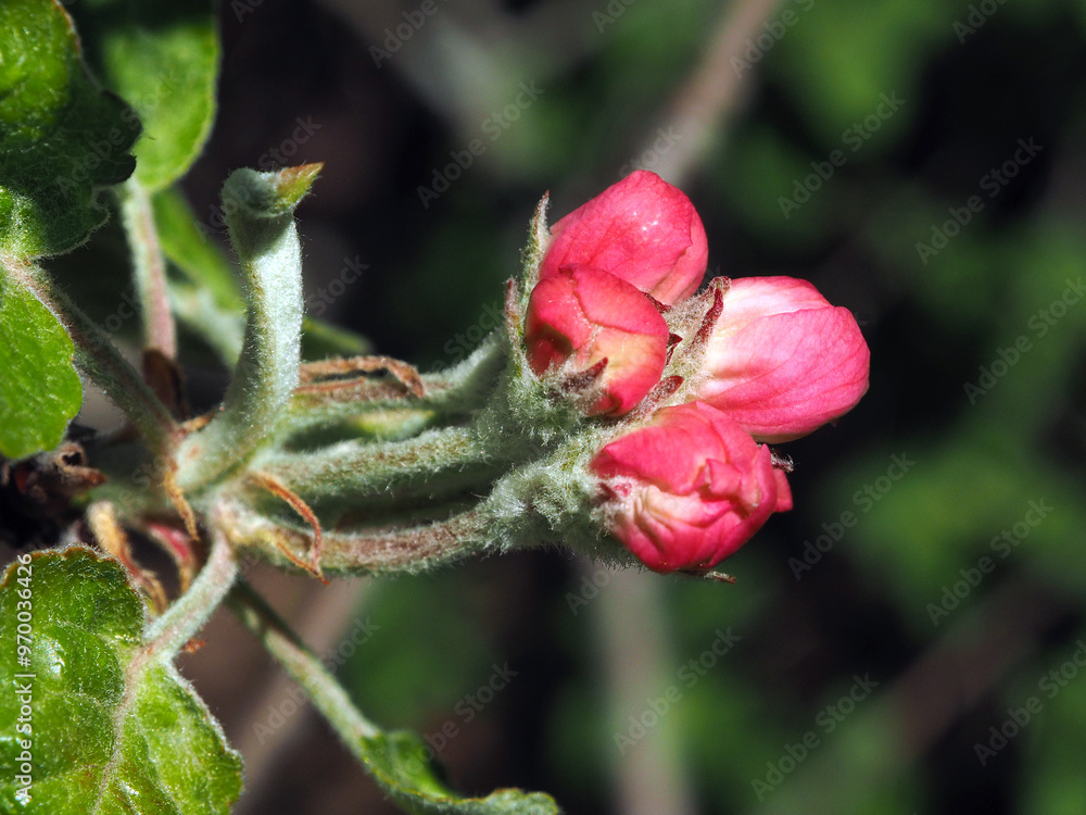 Blooming decorative apple tree close-up. Floral background, spring purple flowers.
