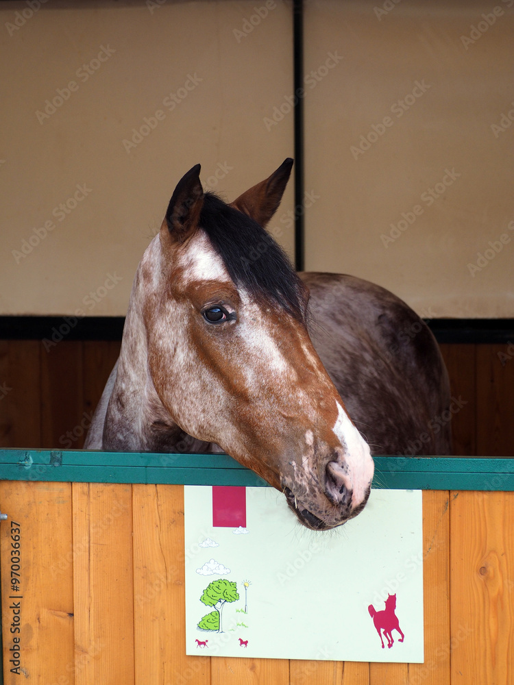 Portrait of a horse standing in a stable and looking at the camera