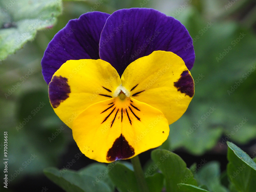 Purple and yellow pansy flower with green leaves in background.
