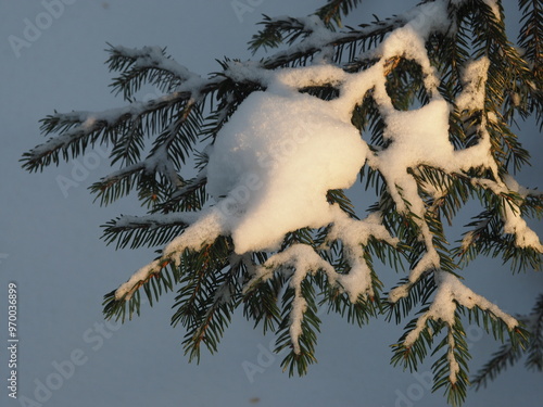 Spruce branches in the snow. Winter background. Christmas background.