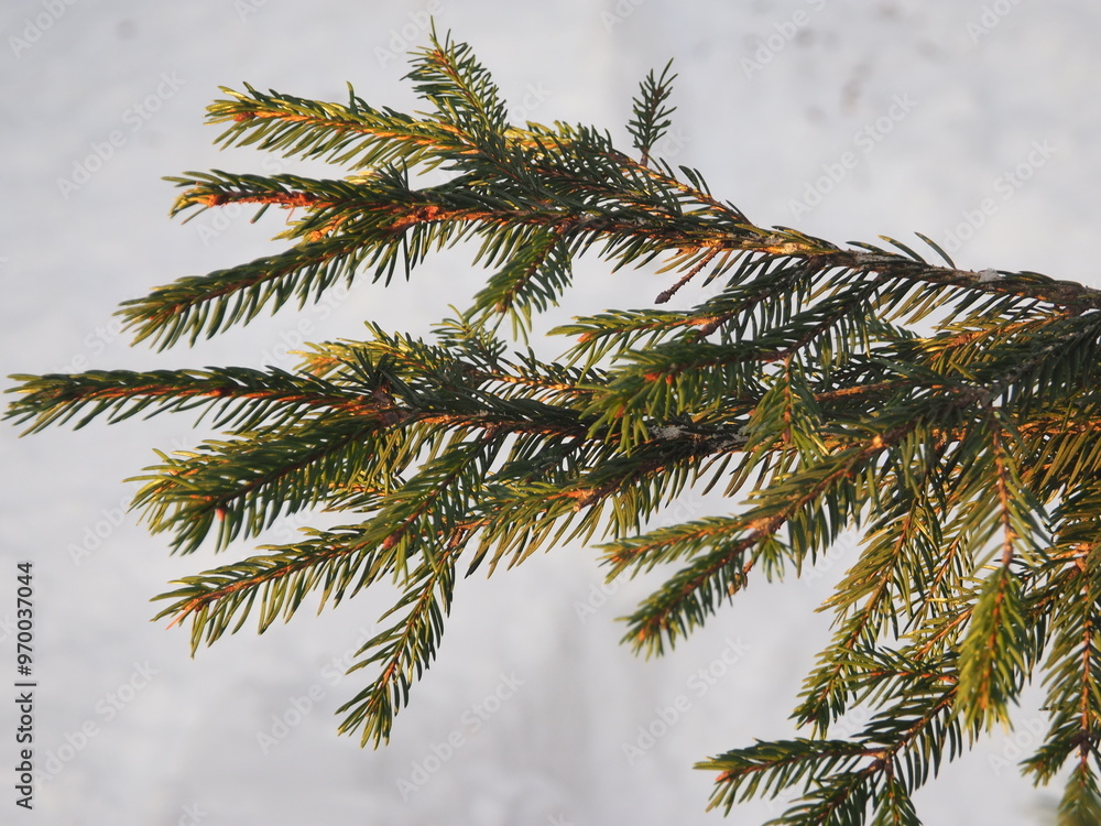 Spruce branches in the snow. Winter background. Christmas background.