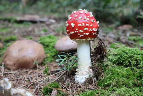 red toadstool