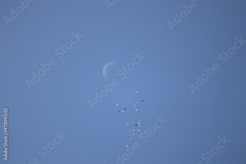 flock of birds flying over waning crescent moon in blue sky