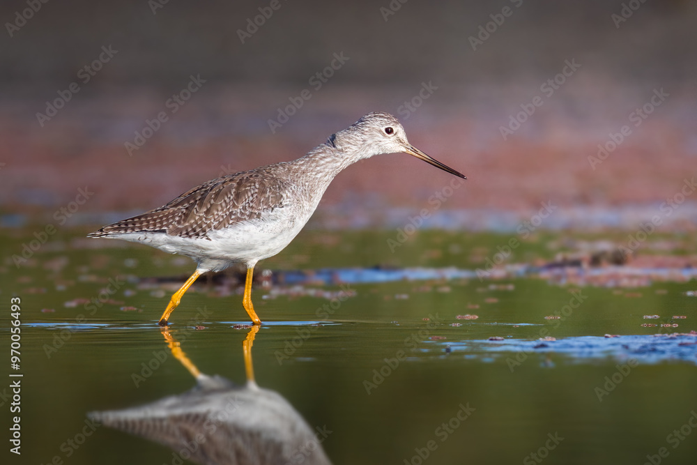 Obraz premium Greater Yellowlegs