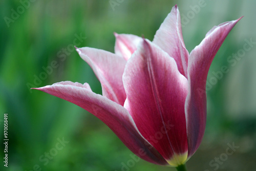 An artistic closeup of a red and white tulip blossom in the spring