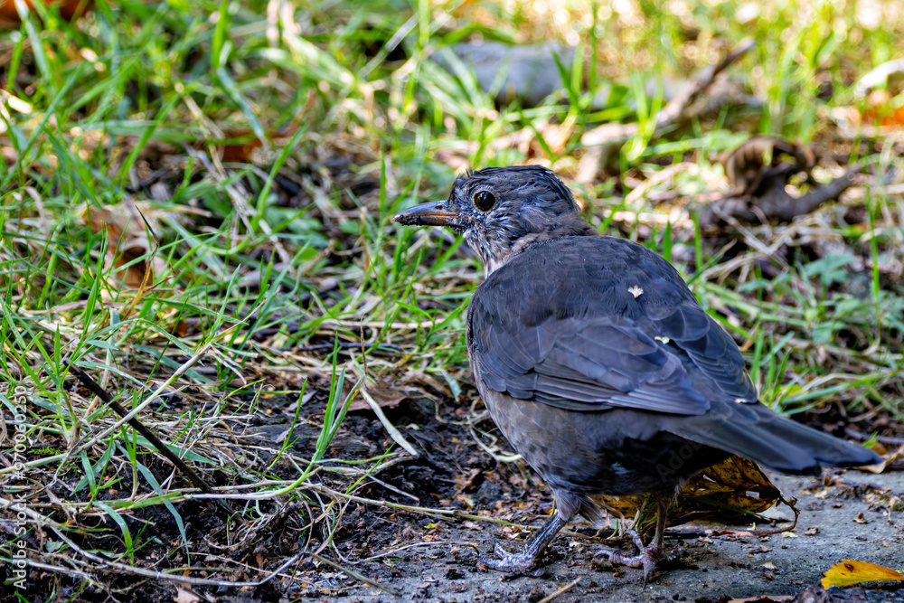 Male Blackbird (Turdus merula), common in gardens and urban parks Male Blackbird (Turdus merula), common in gardens and urban parks