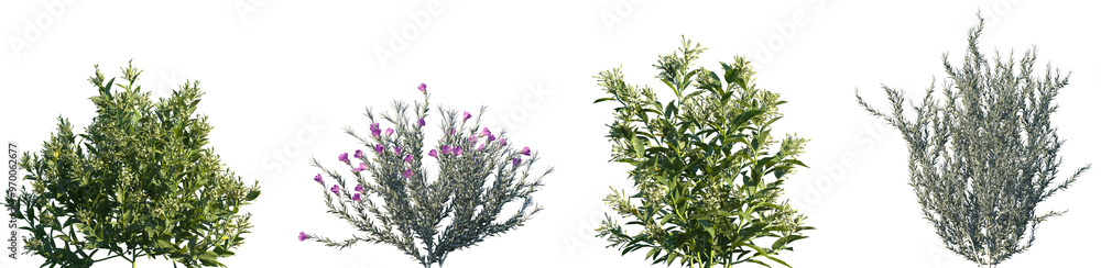 Set of Cestrum nocturnum and Eremophila nivea frontal isolated png on a transparent background perfectly cutout Set of Cestrum nocturnum and Eremophila nivea frontal isolated png on a transparent background perfectly cutout