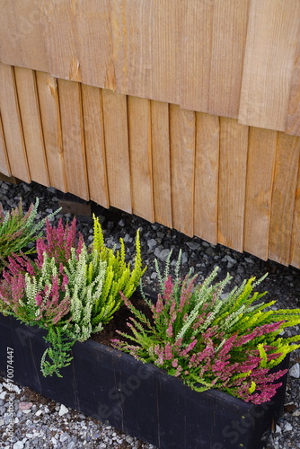 Close up of pink and green flowers of Heather Calluna in outdoors boxes. Variety of textures. Iglu park, Tallinn, Estonia, Europe. August 2024
