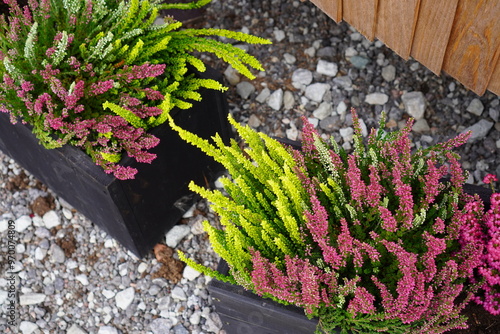 Close up of pink and green flowers of Heather Calluna in outdoors boxes. Stone pebble below. Iglu park, Tallinn, Estonia, Europe. August 2024