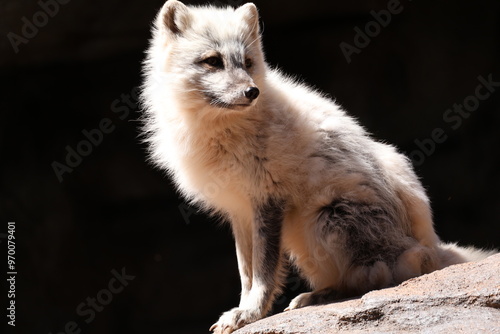 artic fox in the summer